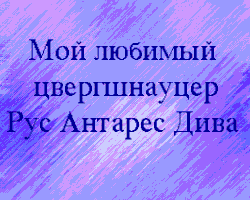 цвергшнауцер питомник